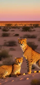 Cheetahs resting in a desert sunset, perfect for mobile display.