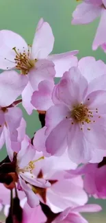 Serene pink cherry blossoms against a soft green background.