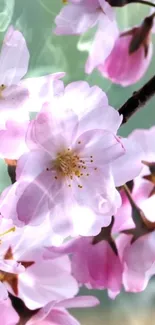 Serene cherry blossom wallpaper with pink flowers in bloom.