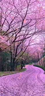 Pathway under cherry blossoms with pink petals.