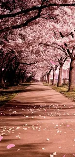 Cherry blossom trees line a serene path in pink bloom.