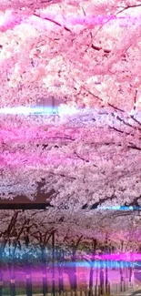 Cherry blossom trees form a pink canopy over a peaceful pathway.