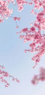 Cherry blossoms against a serene light blue sky.