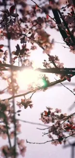 Cherry blossoms with light pink petals against a serene sky.