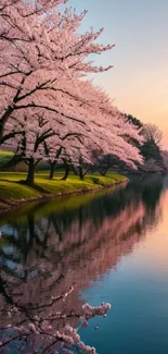 Cherry blossom trees and sunset over a tranquil lake, reflecting a serene landscape.