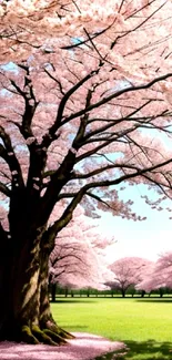 Peaceful cherry blossom tree landscape mobile wallpaper.