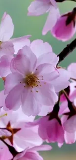 Pink cherry blossoms on a branch with soft focus background.