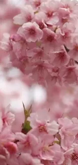 Cherry blossoms in delicate pink bloom.