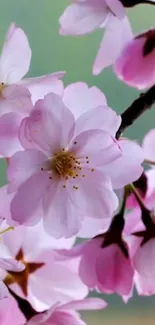 Cherry blossom wallpaper with soft pink petals and green background.