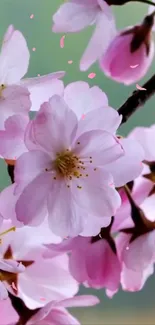 Pink cherry blossoms against a blurred background.