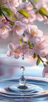 Cherry blossoms with water droplets creating ripples.