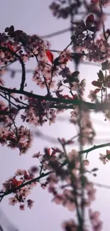 Cherry blossoms against a soft sky.