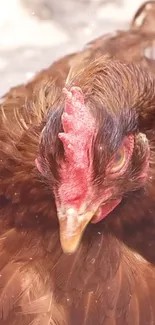 Close-up of a serene brown chicken with detailed plumage.