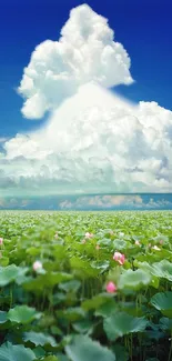 Green lotus field with fluffy clouds in blue sky.