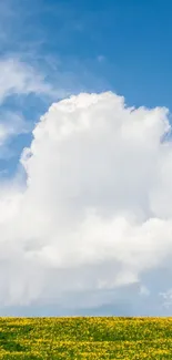 Fluffy white clouds over a bright blue sky and yellow flower field.