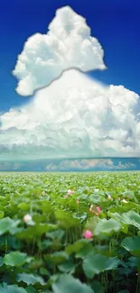 Serene lotus field under a dramatic cloudy sky.