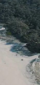 Aerial view of a serene coastline with forest and sandy beach