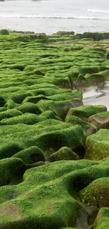 Green moss covering rocks by the ocean shore under a serene sky.