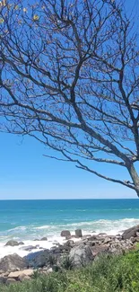 A serene coastal tree with vivid blue sky and ocean.