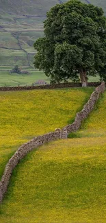 Countryside landscape with a tree, yellow field, and stone wall.