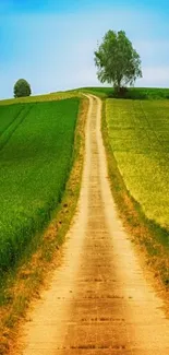 Path through vibrant green fields under a blue sky.