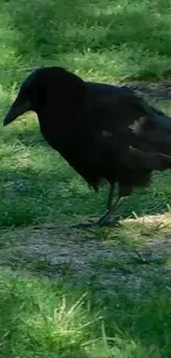 A serene crow stands on lush green grass, epitomizing natural beauty.