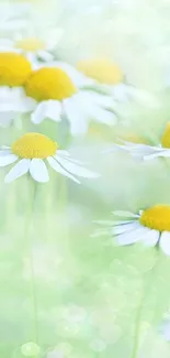 Light green wallpaper with daisies.