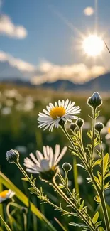 Daisies in a sunlit field with sunset in the background.