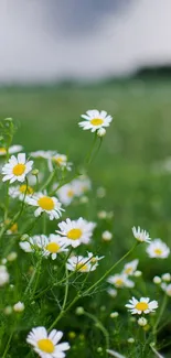 Serene field of daisies with a cloudy sky background on mobile wallpaper.