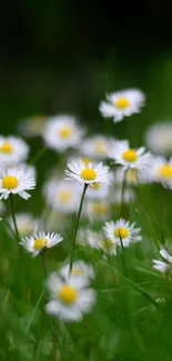 White daisies in lush green grass creating a serene nature scene.