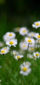 Peaceful field of white daisies with lush green background.