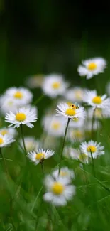 A serene field of white daisies with lush green grass.