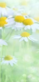 A serene mobile wallpaper of a daisy field with soft green and white tones.