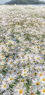 Field of daisies under a clear sky with mountains in the background.