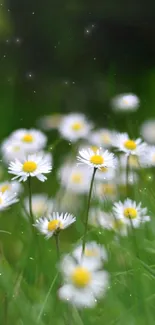 A serene daisy field with white flowers and green grass in a blurry background.