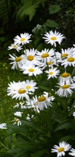 White daisies in a lush green garden background.