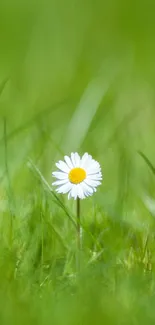 Single daisy on green grass background, perfect for a serene mobile wallpaper.