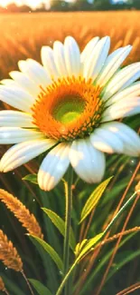 Daisy in a golden field at sunset, showing natural beauty.