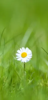 A single daisy blooms in a vibrant green field.