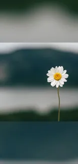 Single daisy with blurred nature in background for mobile wallpaper.