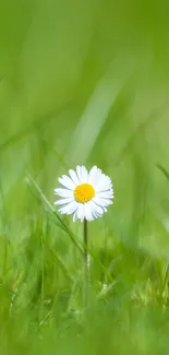 A white daisy blooms in a field of lush green grass.