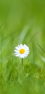 White daisy in a lush green meadow wallpaper.