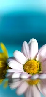 Serene daisy reflection with sky blue background.