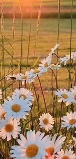 Mobile wallpaper featuring daisies in a sunlit field during sunset.