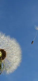 Dandelion floating against a clear blue sky, capturing serenity.