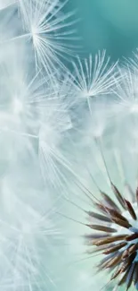 Serene dandelion mobile wallpaper with soft blue hues and delicate white seeds.