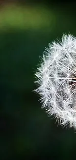 Close-up of a detailed dandelion with a dark green background for mobile wallpaper.