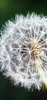 Close-up of a dandelion with a deep green background.