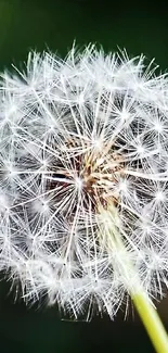 Close-up of a white dandelion against a green background.