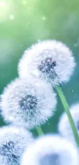 Close-up of dandelions with a green background.